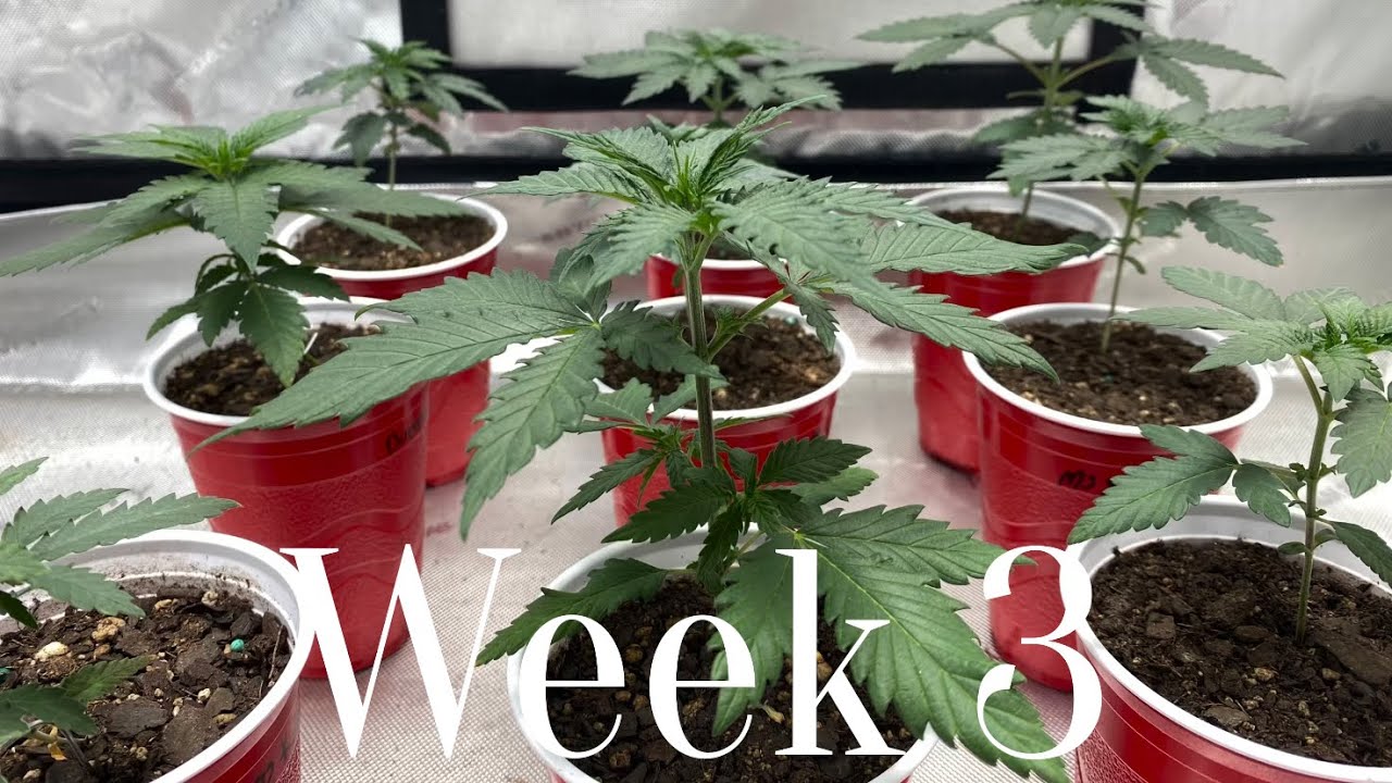 Growing photoperiod cannabis with only grow dots! Week 3