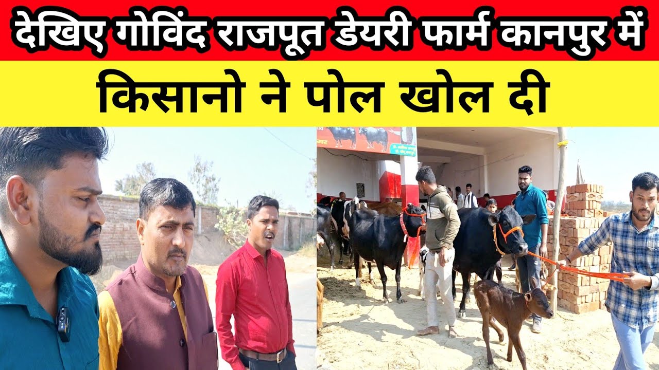 देखिए कानपुर में govind rajput dairy farm में बिकी हुई गायों की कीमत || govind Rajput dairy