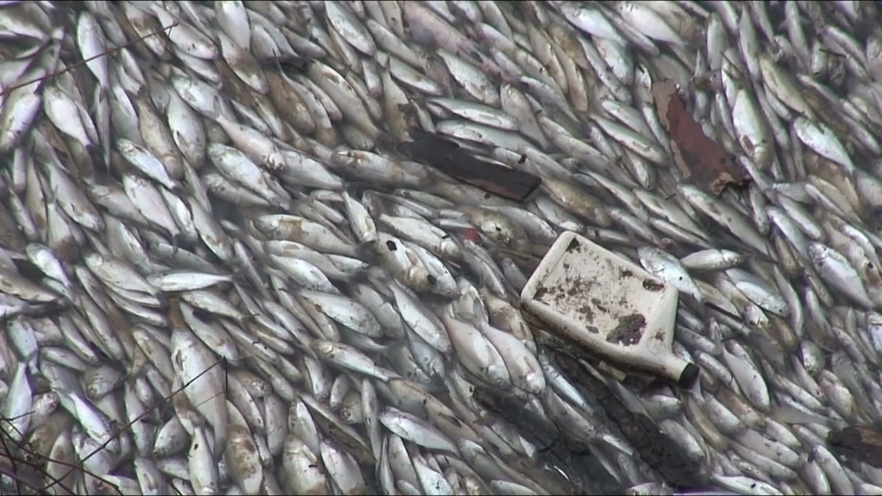 06.03.2006. В реке Куяхога происходит массовая гибель сельди-гизард.