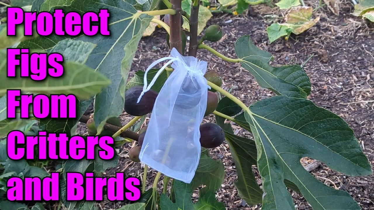 How to PROTECT Your Ripe Figs From BIRDS