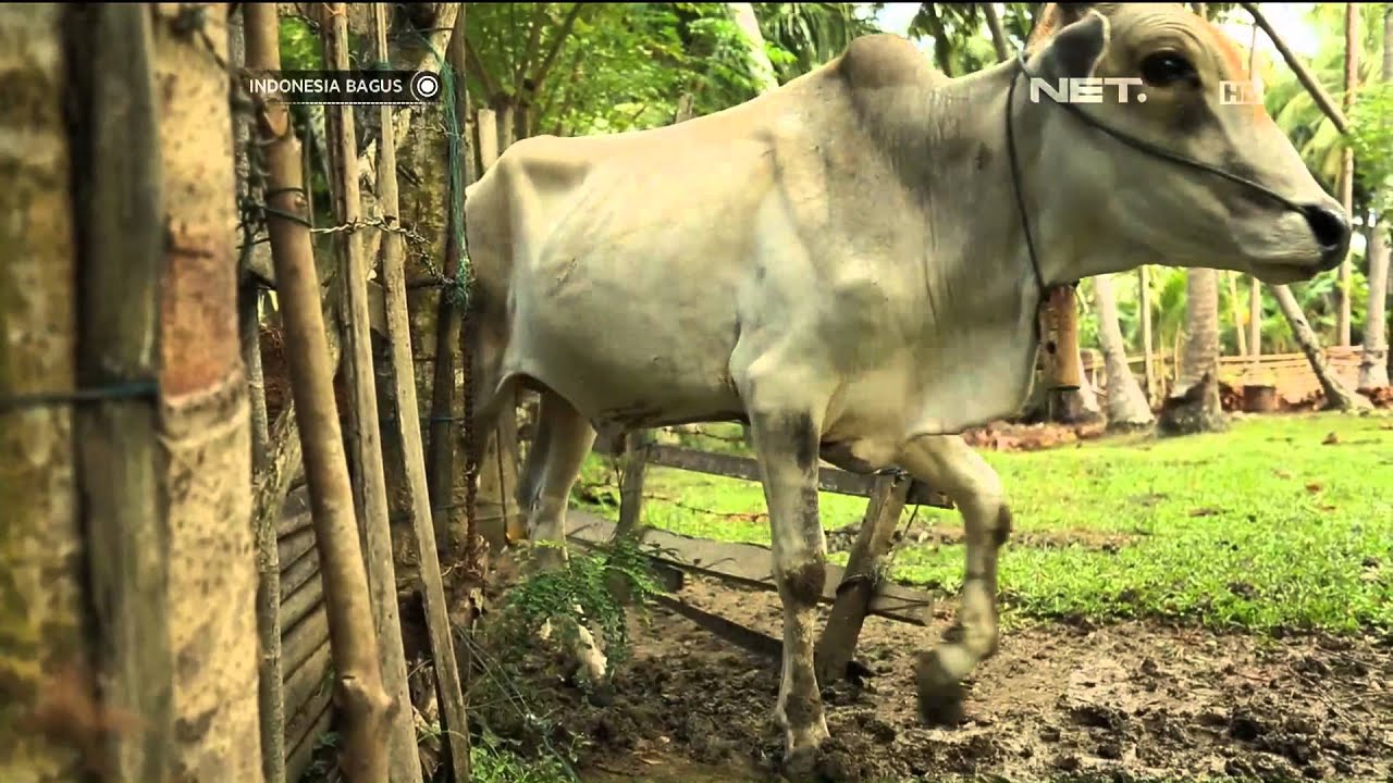 Indonesia Bagus - Kelurahan Petobo, Palu