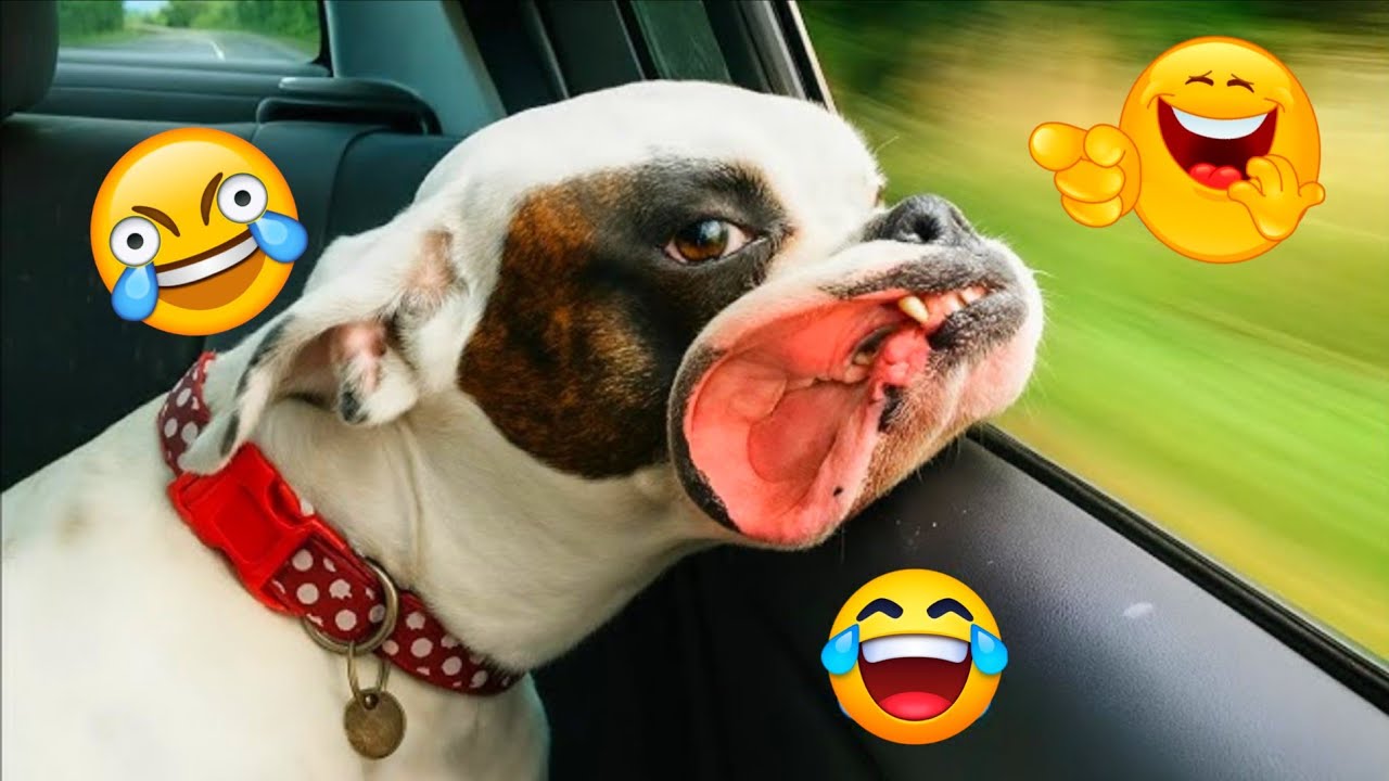 LAUGH CHALLENGE: Try Not To Giggle At These 2026 Dog Fails!