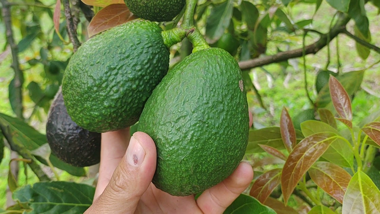 punto de  cosecha aguacate hass