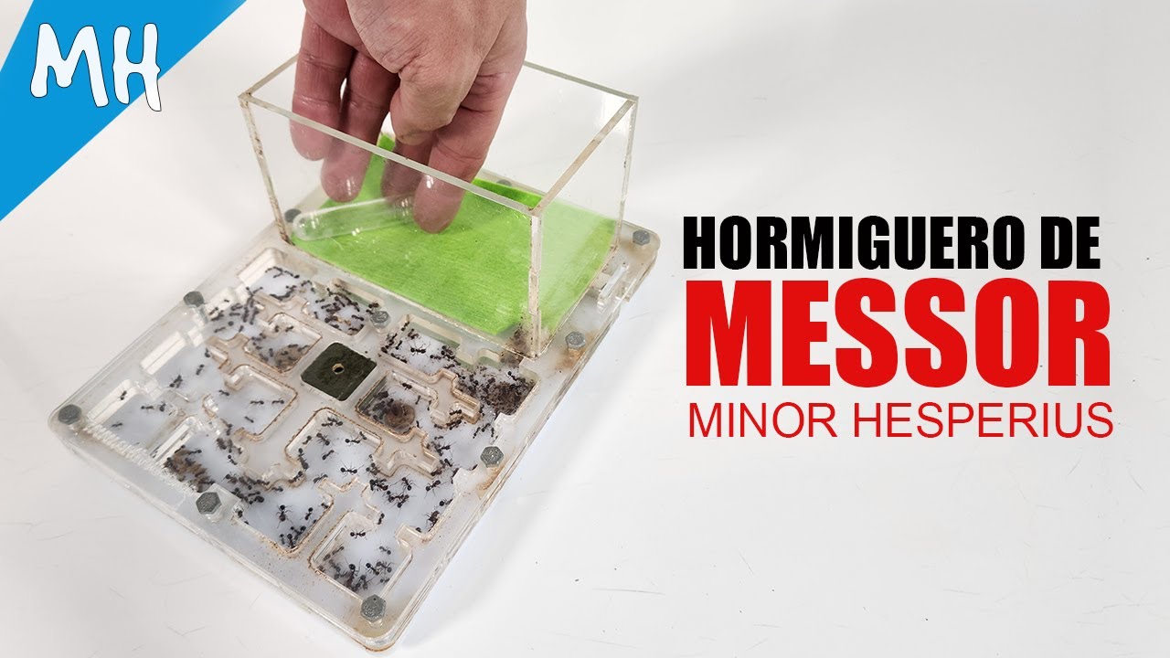 Este video es como los de antes, como cuando empezé en Youtube - Hormigas Messor minor hesperius