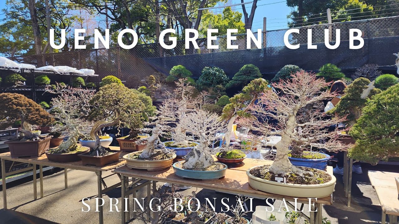 Ueno Green Club - Spring Bonsai Sale (立春盆栽大市）
