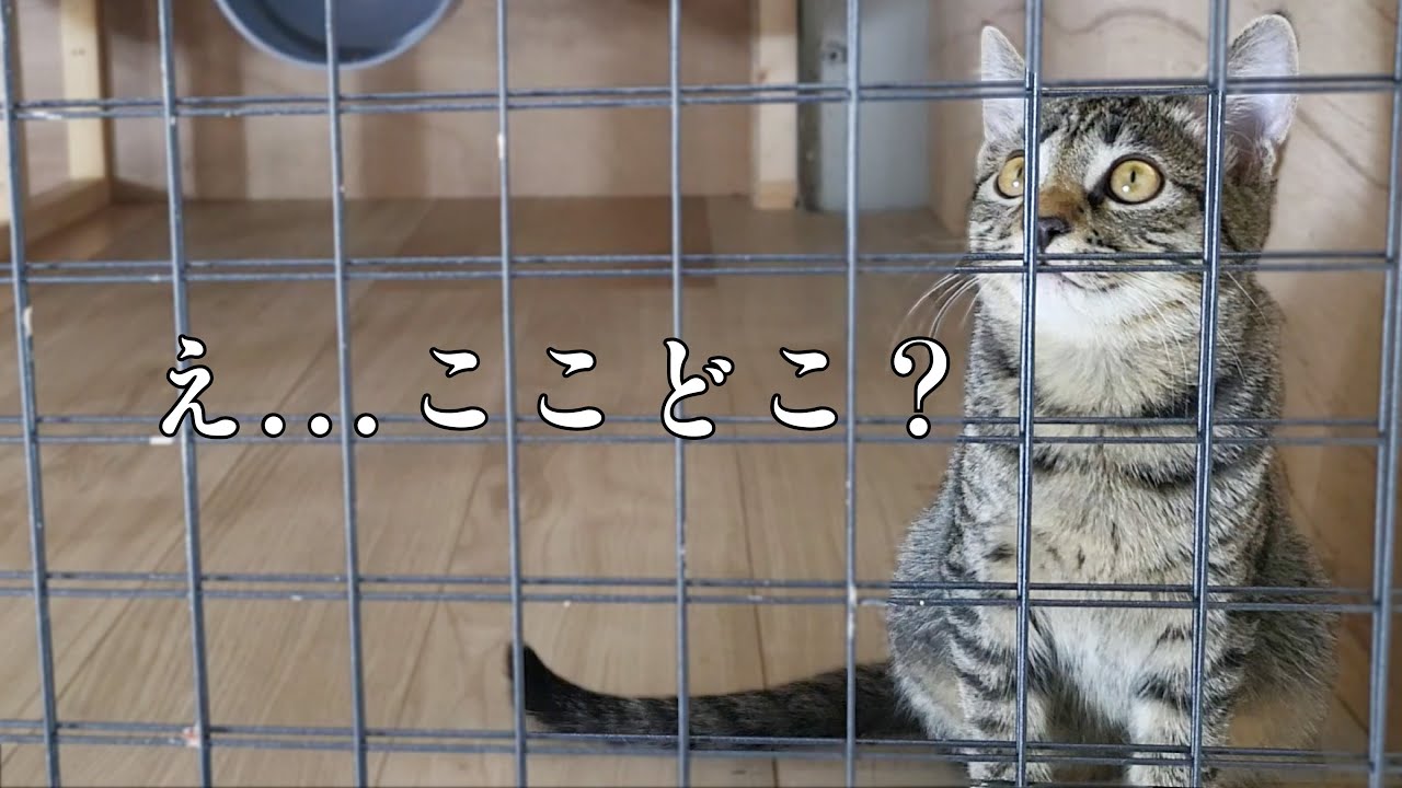実はこれがはじまり