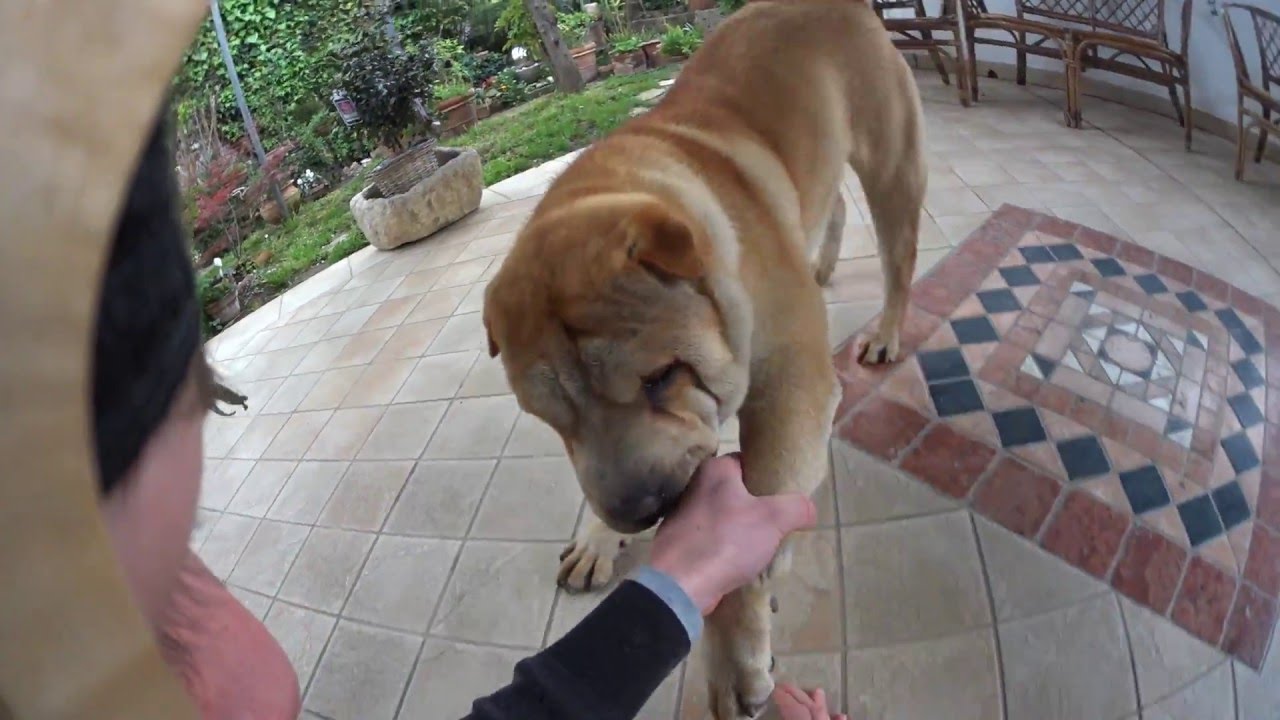 Sharpei | Che cane serioso.