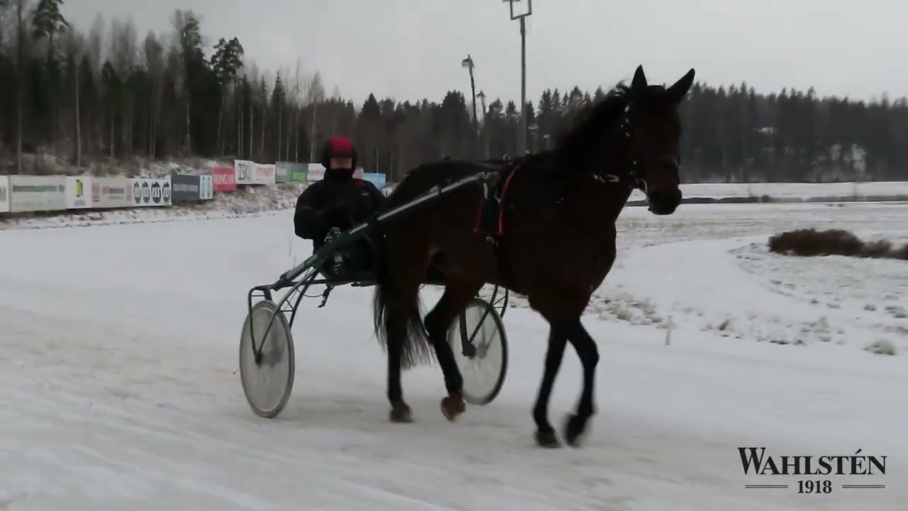 WAHLSTEN PREMIUM SPECIAL AJORIIMU