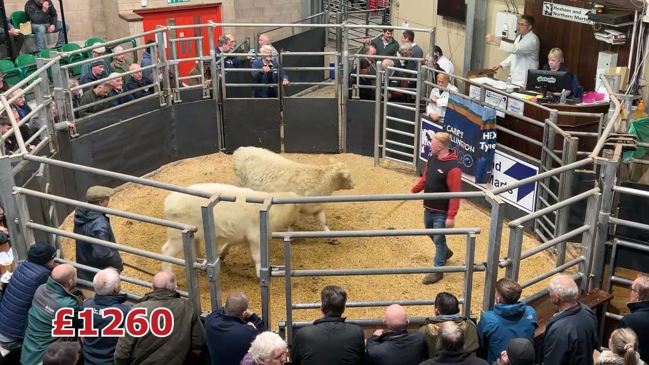 Native Hill-Bred Calves Hexham Mart Bellingham Calf Sale 23rd October 2025
