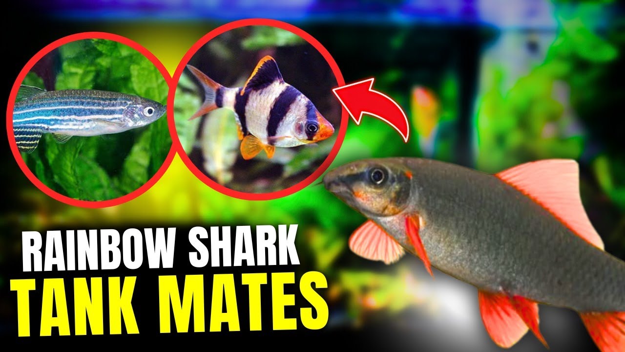 15 BEST Rainbow Shark Tank Mates...