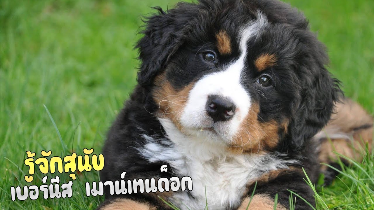 รู้จักสุนัขพันธุ์เบอร์นีส เมาน์เทนด็อก (Bernese Mountain Dog)