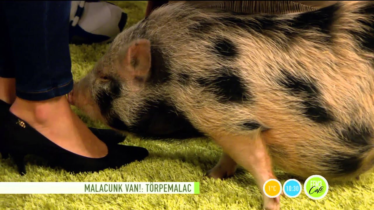 Törpemalac szaglászta Czippán Anett cipőjét - 2016.01.27. - tv2.hu/fem3cafe