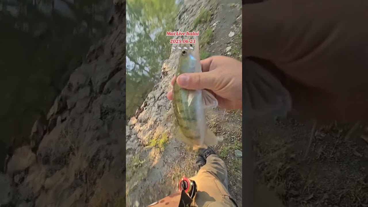 #fishing #chinafishing #horg&aacute;szat #catchandrelease #kanalangeln #ultralightfishing