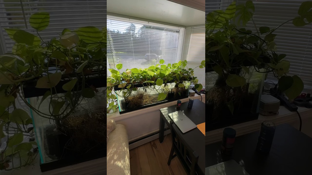 My ZERO WATER CHANGE aquarium: day 151