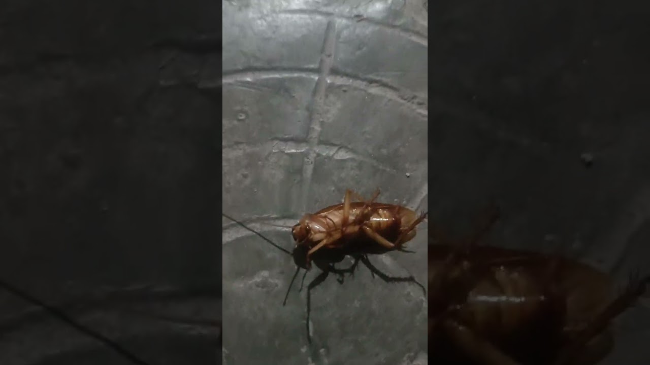 &ldquo;Cockroach Never Dies 😎🔥 #Shorts&rdquo;#CockroachAndolan#CockroachPower#CAP#Andolan#Revolution