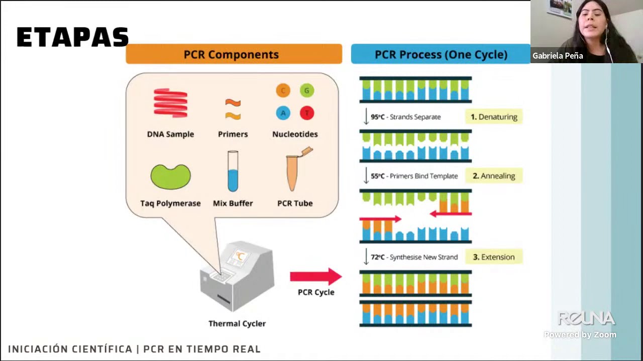 PCR cuantitativa (qPCR) o PCR en tiempo real | Iniciaci&oacute;n Cient&iacute;fica #16