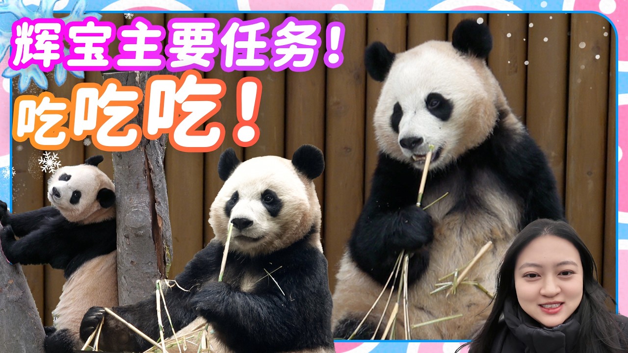 大熊猫辉宝室外散步时间 新鲜竹子辉宝睿宝公主的早餐🐼爱宝乐园宝家族爱宝乐宝福宝睿宝辉宝日常vlog #大熊猫 #睿宝 #辉宝 #宋爷爷 #宝家族 #爱宝乐园 #熊猫Vlog#韩国旅游