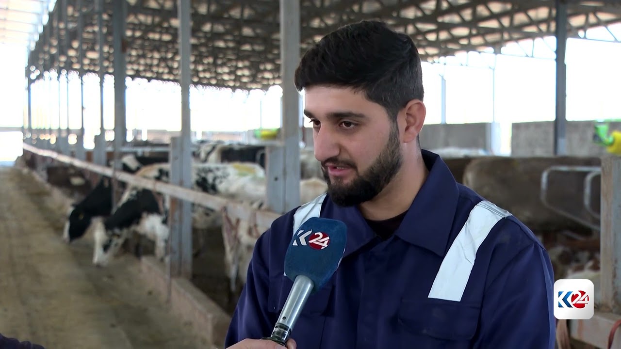 19 پڕۆژەی بەخێوکردنی مانگای شیر لە دهۆک هەن