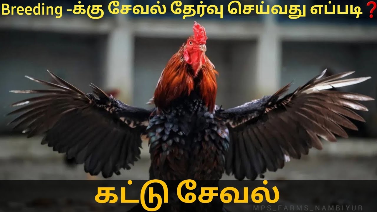 Kattu Seval breeding-க்கு தேர்வு செய்வது எப்படி❓| Aseel farm update.