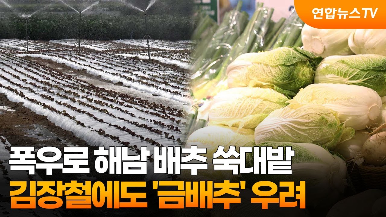 폭우로 해남 배추 쑥대밭…김장철에도 '금배추' 우려 / 연합뉴스TV (YonhapnewsTV)