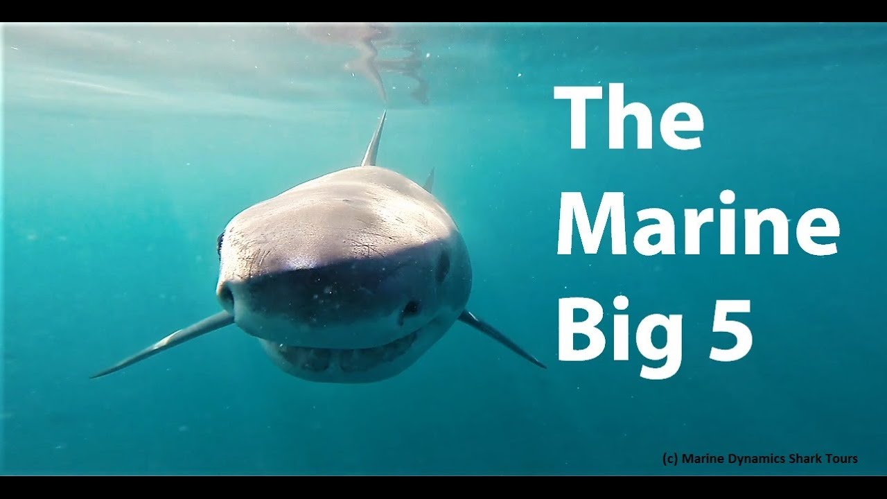 The Marine Big 5