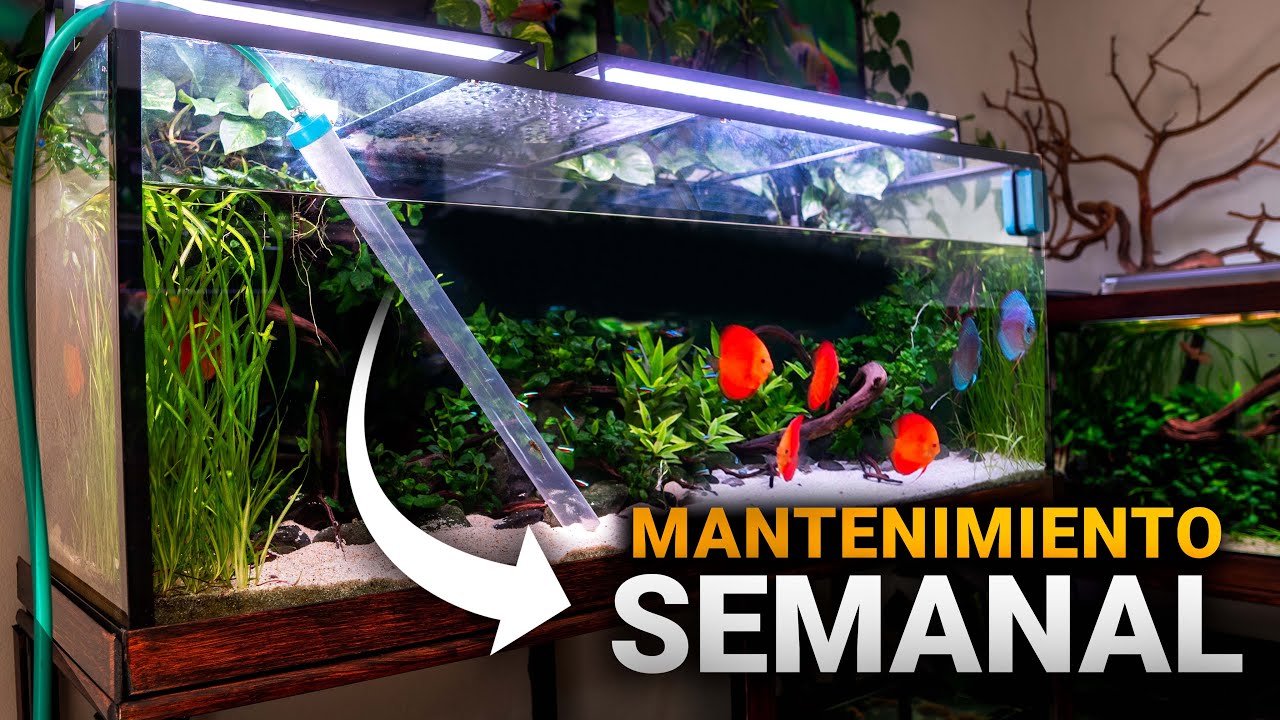 MANTENIMIENTO del acuario de 500L con PECES DISCO: Consejos y recomendaciones