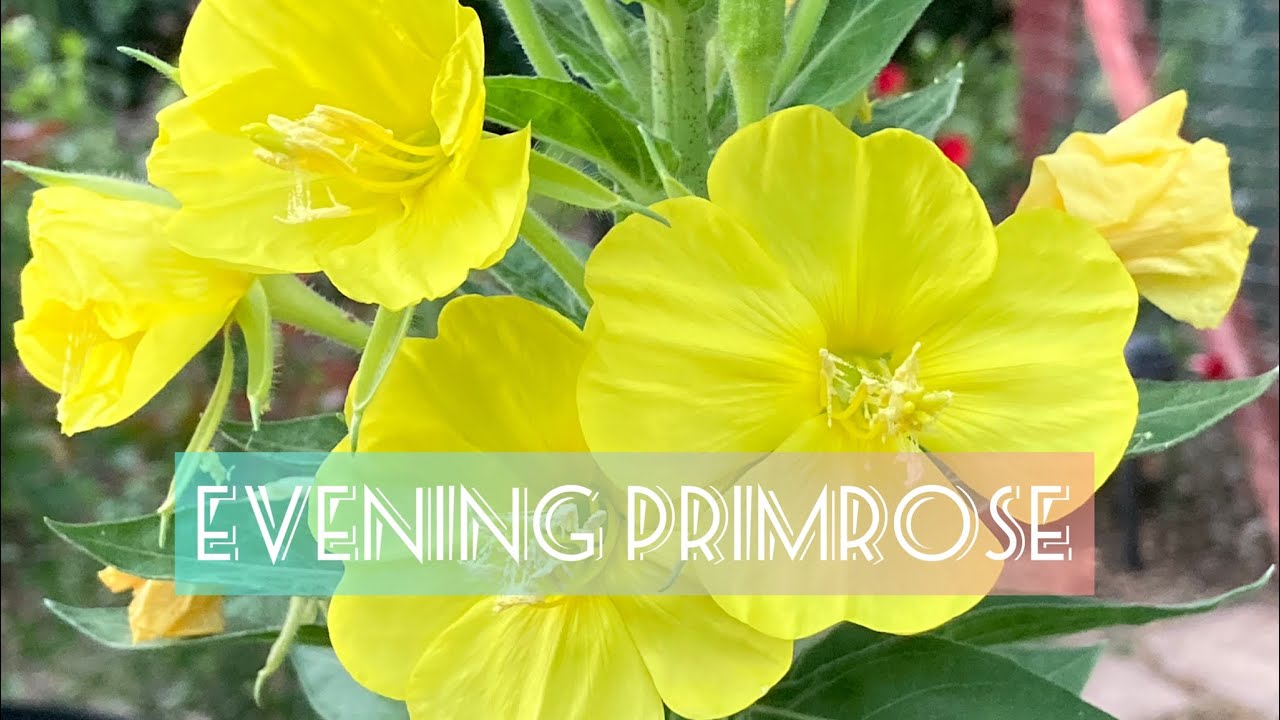 Evening Primrose: A Night Bloomer