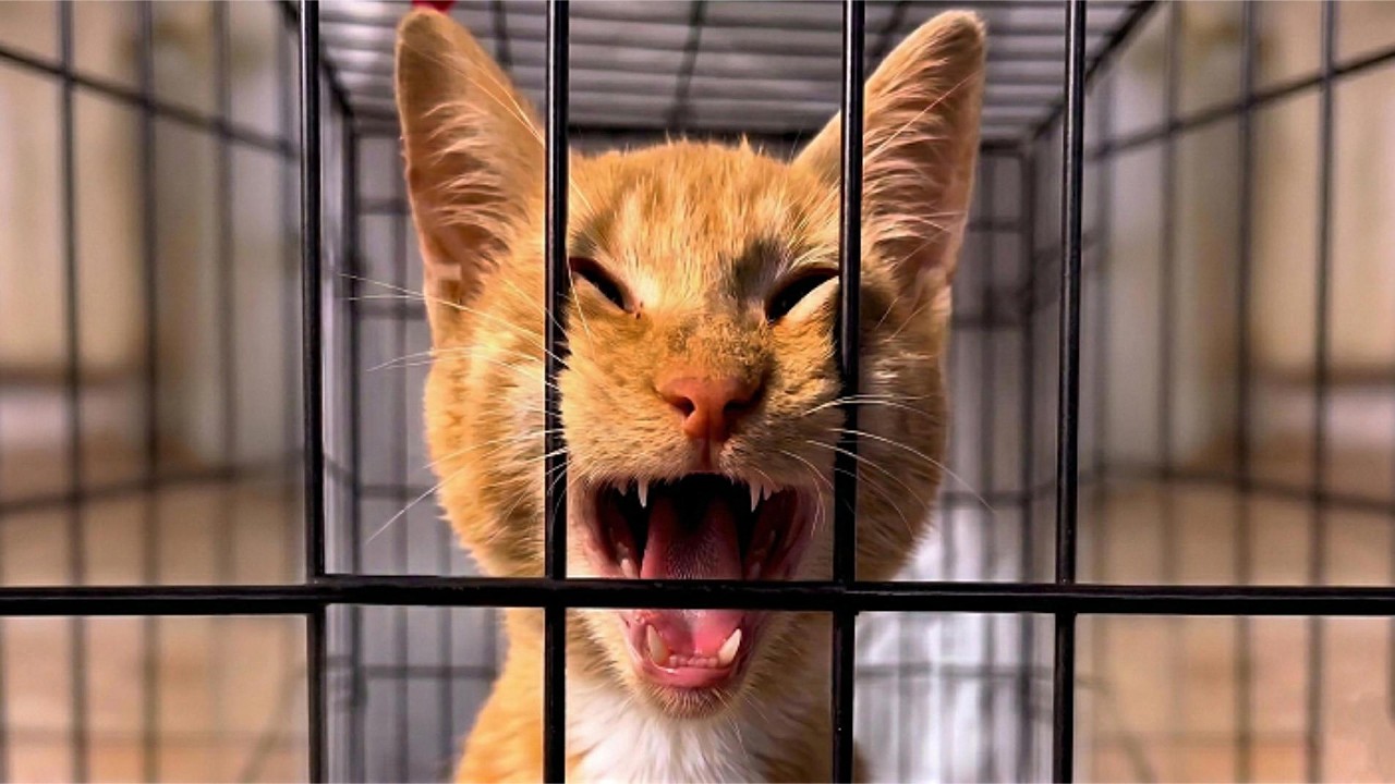 He Instantly Regretted This 😹 Funniest Cat Reactions 2026