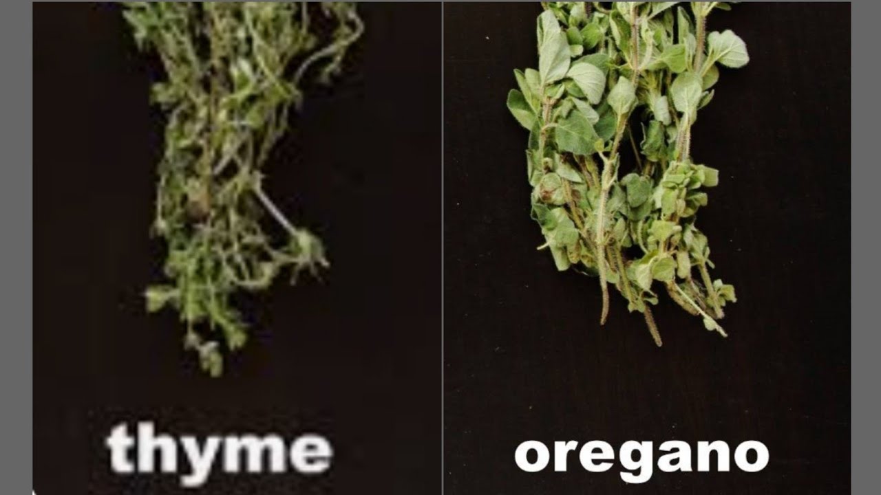 معلومة مطبخيه (اعرفى الفرق بين الزعتر والاوريجانو ☘️🍃)