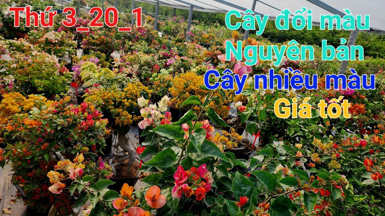 Thứ Ba 20_1 cây đổi màu nguyên bản cây nhiều màu giá rẻ ☎️0842 611 244. CTMT 