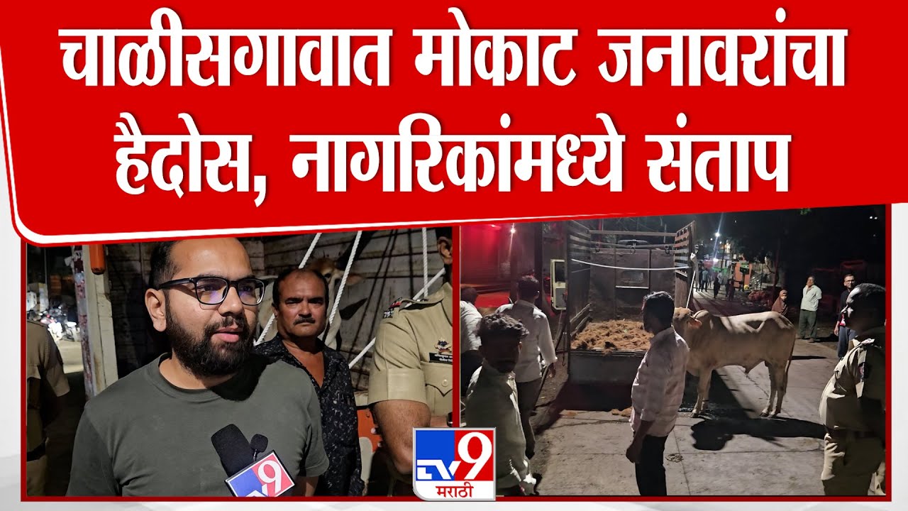 Chalisgaon | चाळीसगावात मोकाट जनावरांचा हैदोस, नागरिकांमध्ये संताप | Jalgaon