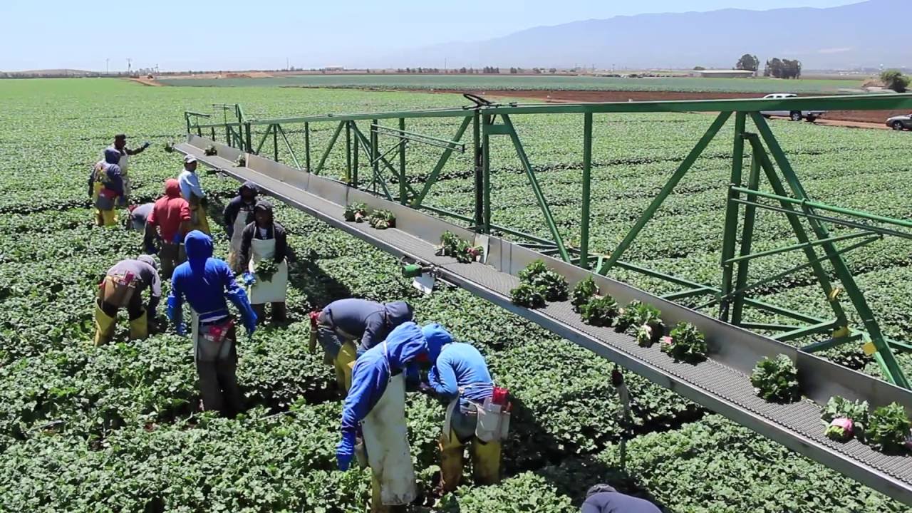 Javier Rodriguez (Broccoli Rabe)