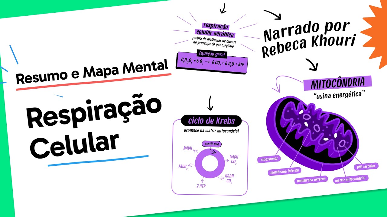 Respiração Celular | Biologia | Quer Que Desenhe?