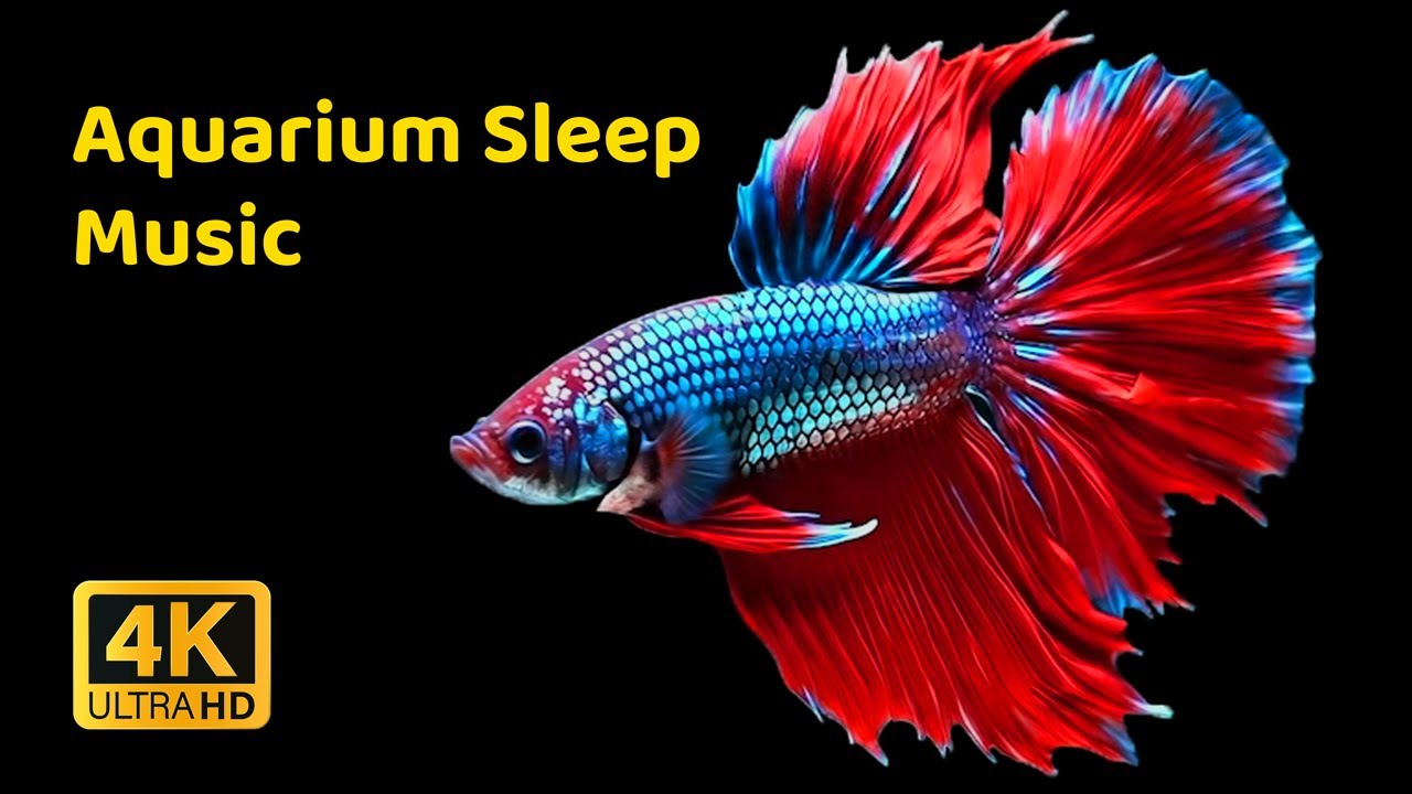 Aquarium Sleep Music for Deep Sleep 🐠 | Relaxing Fish Tank Sounds | Insomnia & Anxiety Relief (4K)