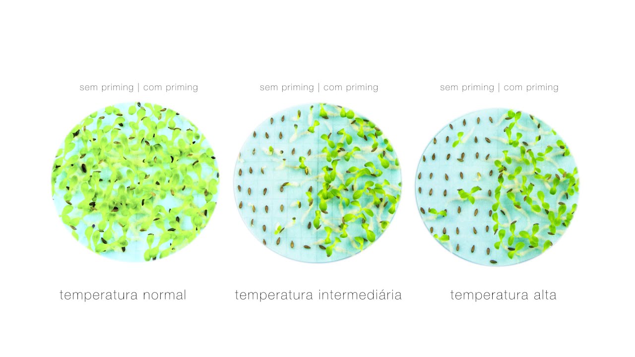 Incotec Thermocure Alface