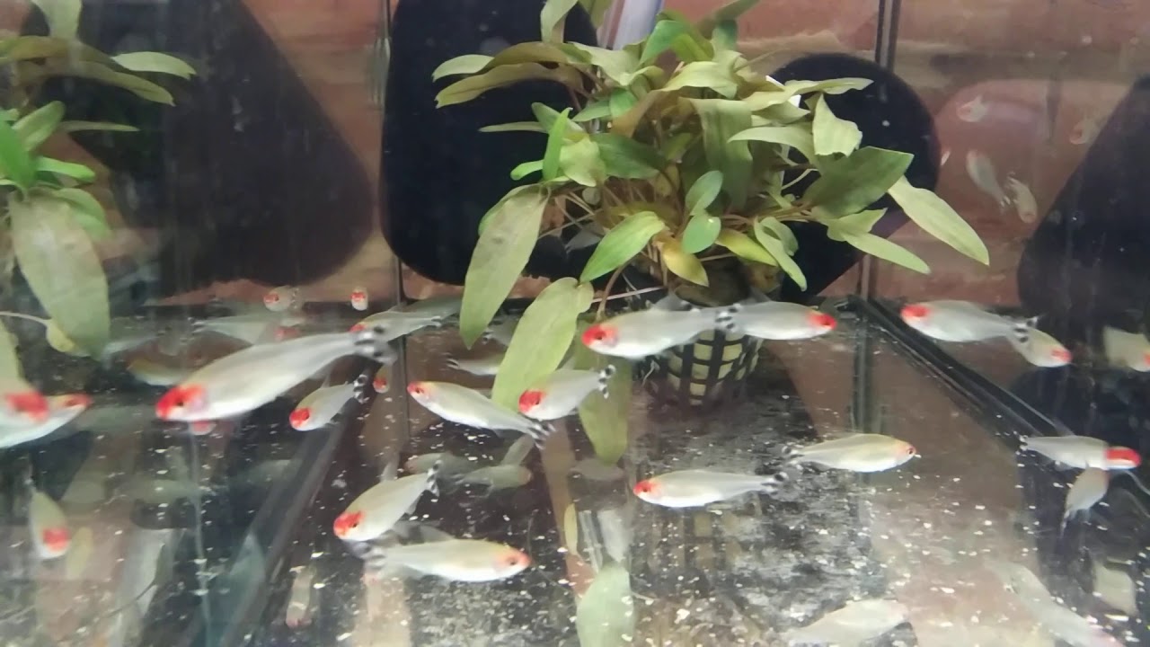 Poznajemy ryby akwariowe odcinek 6. Bystrzyk blechera , rodostomus