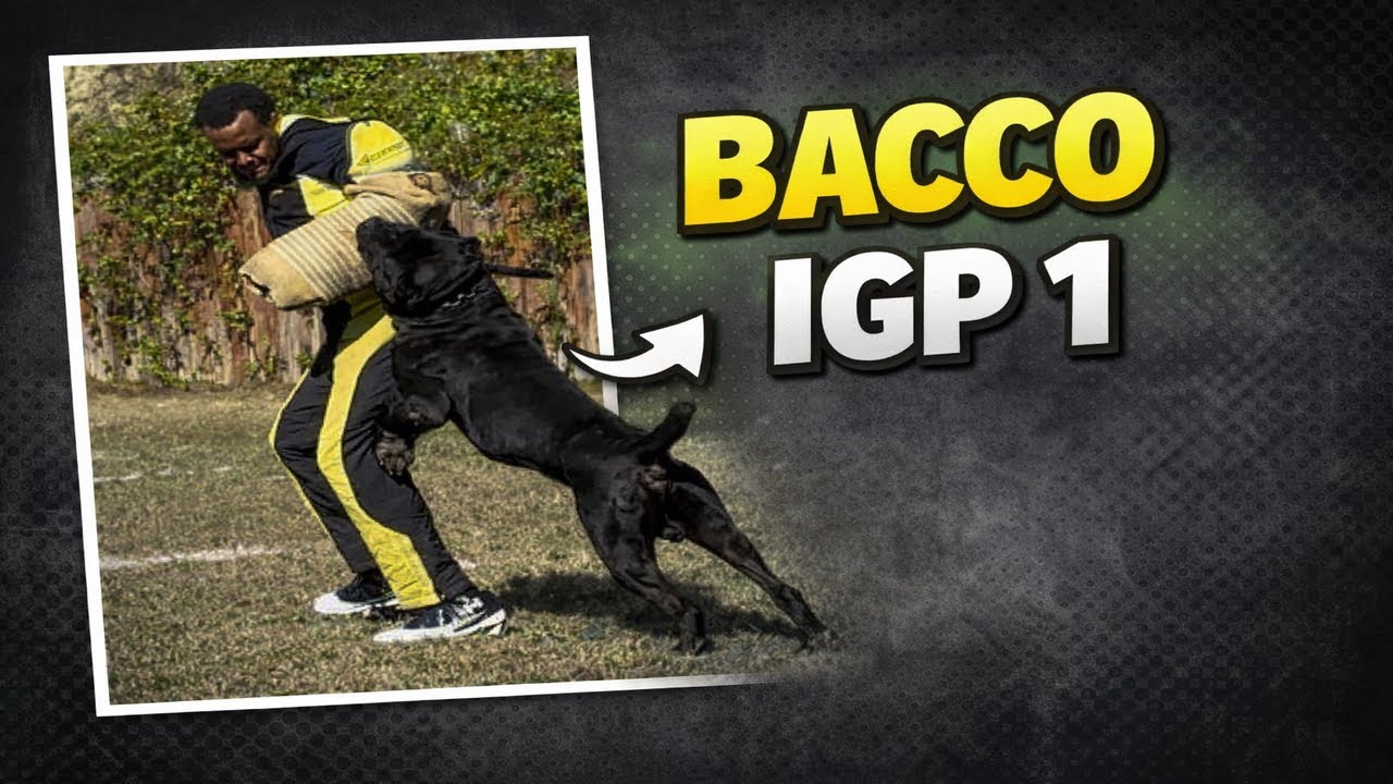 BACCO IGP1 Канекорсо. Нестриженый, все 3 фазы: следовая работа, послушание, защита. #канекорсо #д...