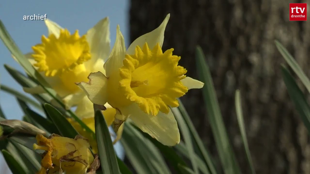 Wilde narcis doet het goed in waterwingebied Ruinerwold