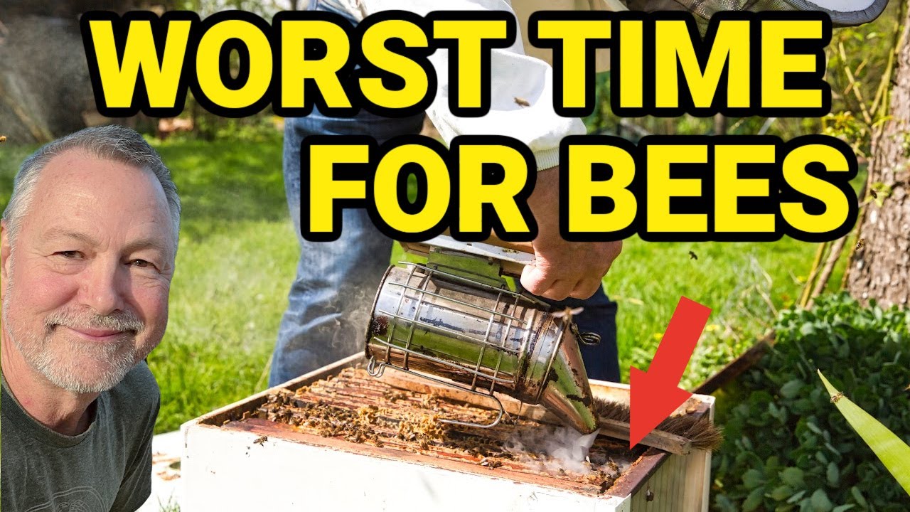 Beekeeping | August Is The Worst Month For Beekeeping