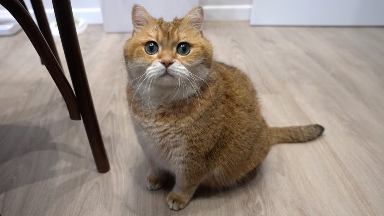 Meow and delicious butter