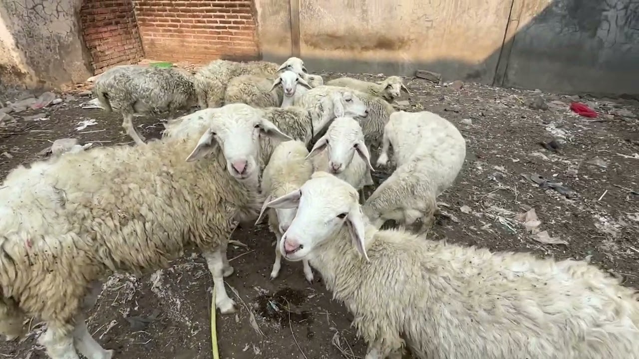 DOMBA UMBARAN