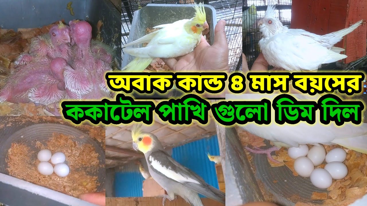 অবাক কান্ড ৪ মাস বয়সের ককাটেল পাখি গুলো ডিম দিল | cockatiel bird breeding setup || Birds of village