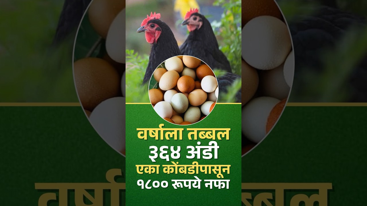 वर्षाला तब्बल ३६४ अंडी देणारी कोंबडी, एक कोंबडी देते तब्बल १८०० रूपये नफा #poultryfarming #poultry