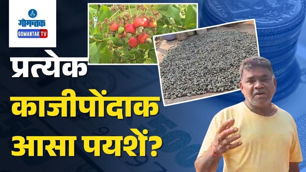 Pernem News - Parse Farmers Preserve Traditional Cashew Feni Making | Gomantak TV