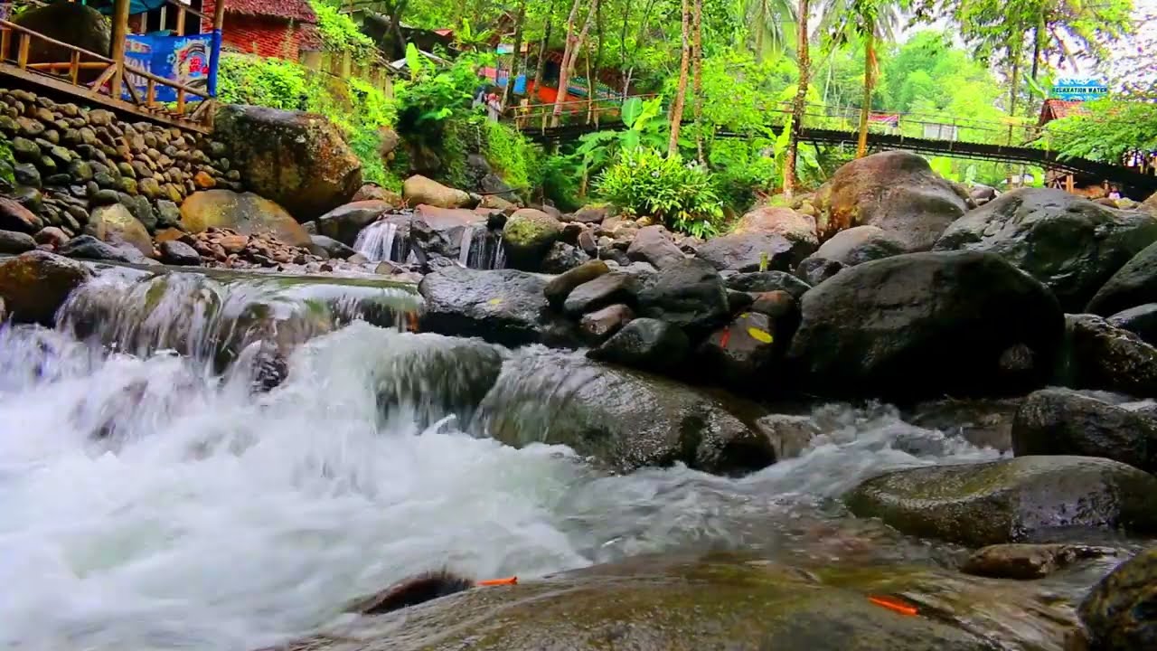 Nature Forest River and Bird Sounds for Calm and Sleep 🌲💧