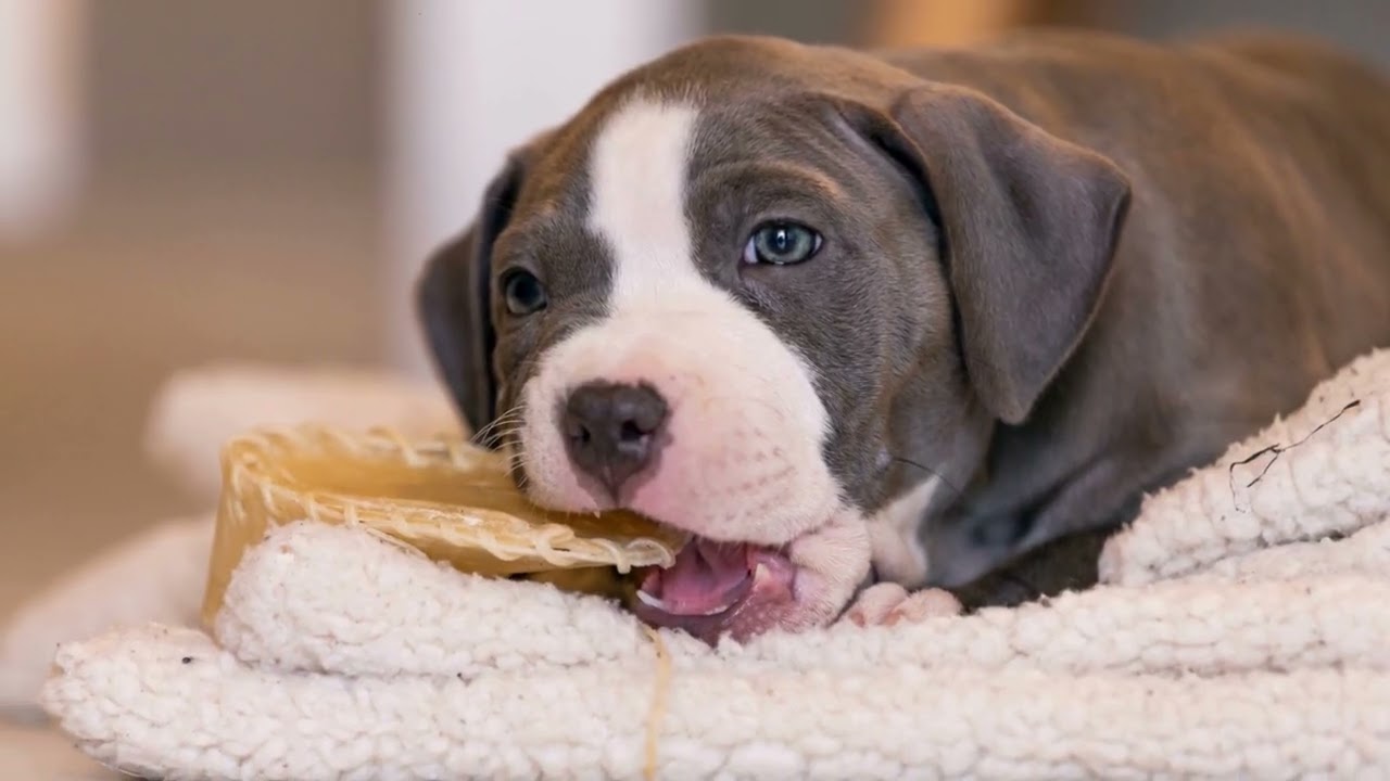What Are the Best Toys for Pit Bulls?