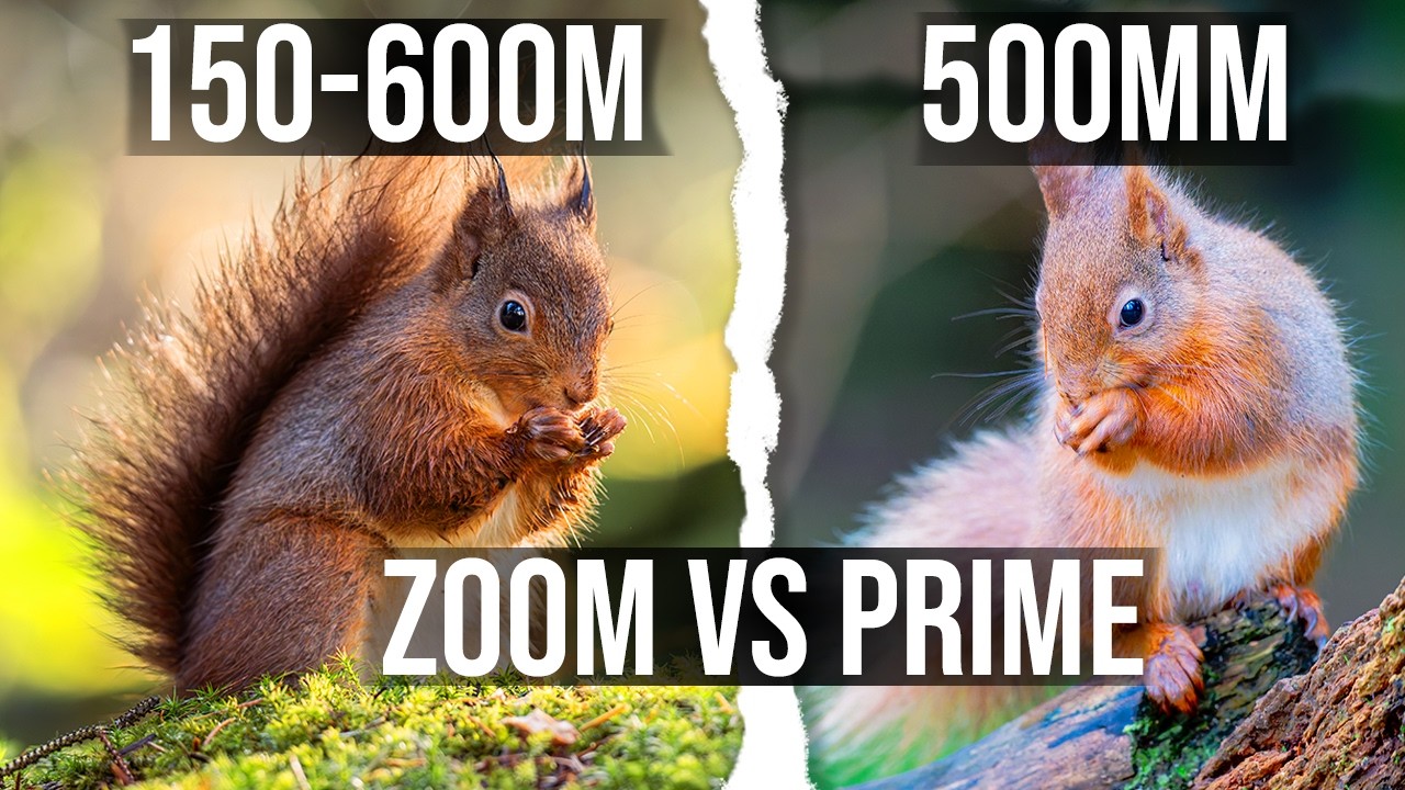 Это лучший объектив для фотосъемки дикой природы? | Sigma 150-600 против 500 мм