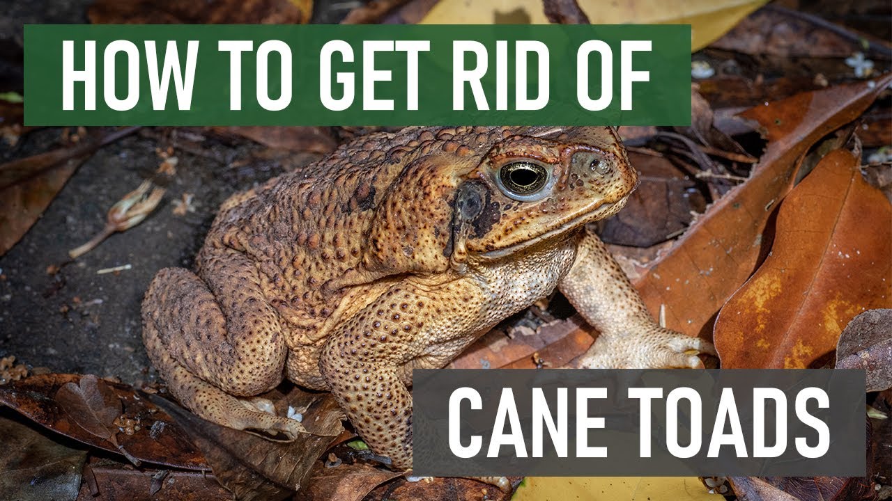 How to Get Rid of Cane Toads [Dangerous & Invasive Species] (4 Easy Steps)