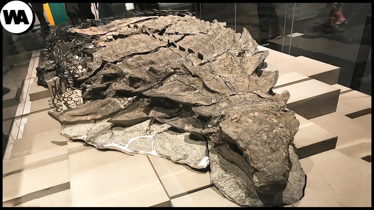 Ce Dinosaure Était Encore Vivant Il Y A Une Semaine. Un Dinosaure Retrouvé En Parfait État