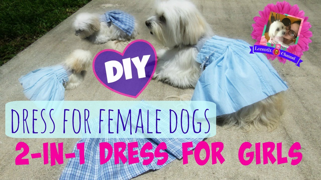 DIY 2-in-1 Dress for female Dogs for Photoshoot, Coton de tulear I Lorentix